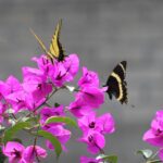 Mariposas xochiquetzatl y quexquémetl livando en flores de bugambillia