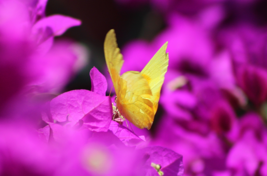 Mariposa amarilla azufre. en esta mariposa se puede apreciar la semejanza con una llama de fuego. Archivo personal